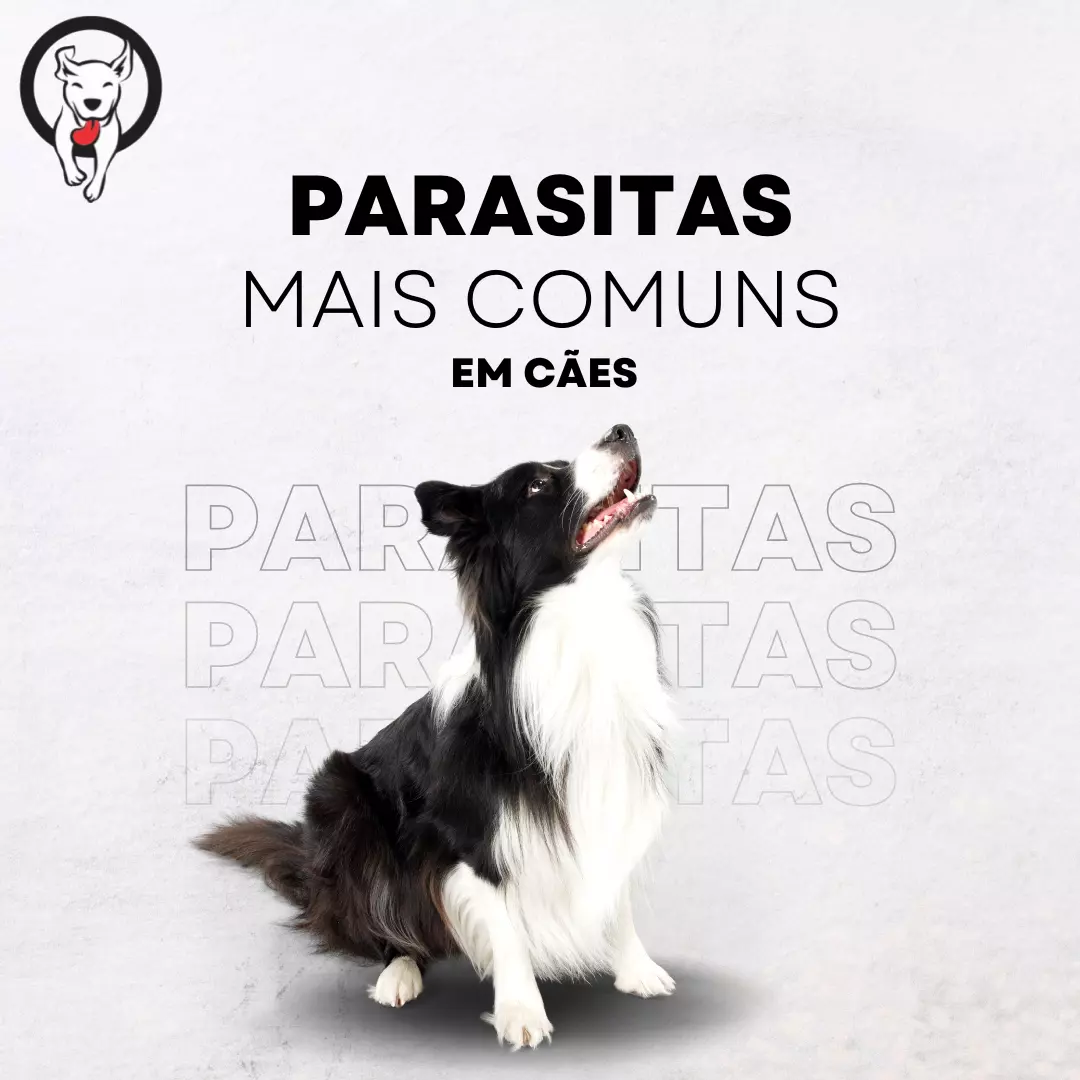 Parasitas mais comuns em cães. Você sabia disso?